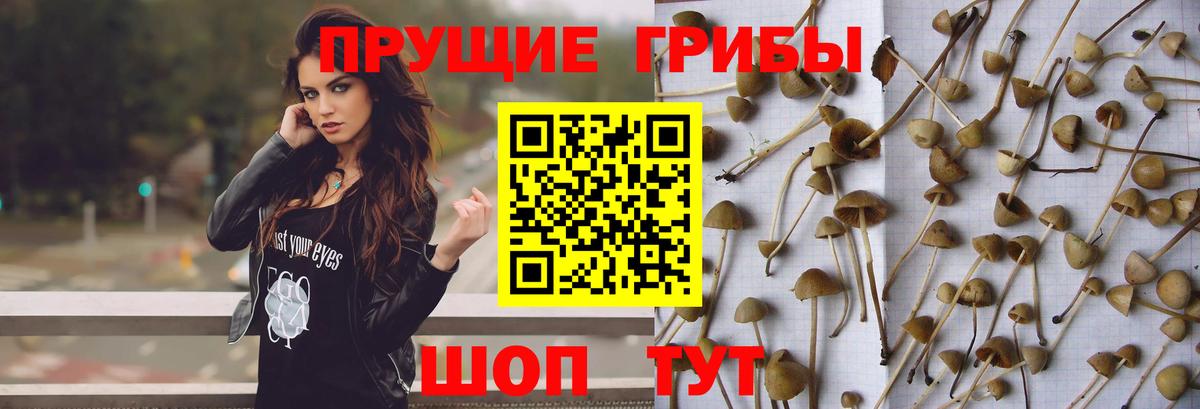 Псилоцибиновые грибы мухоморы  дарнет шоп  Нефтекумск  Вход с VPN 